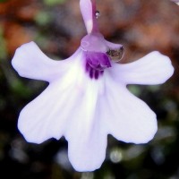 Utricularia moniliformis P.Taylor